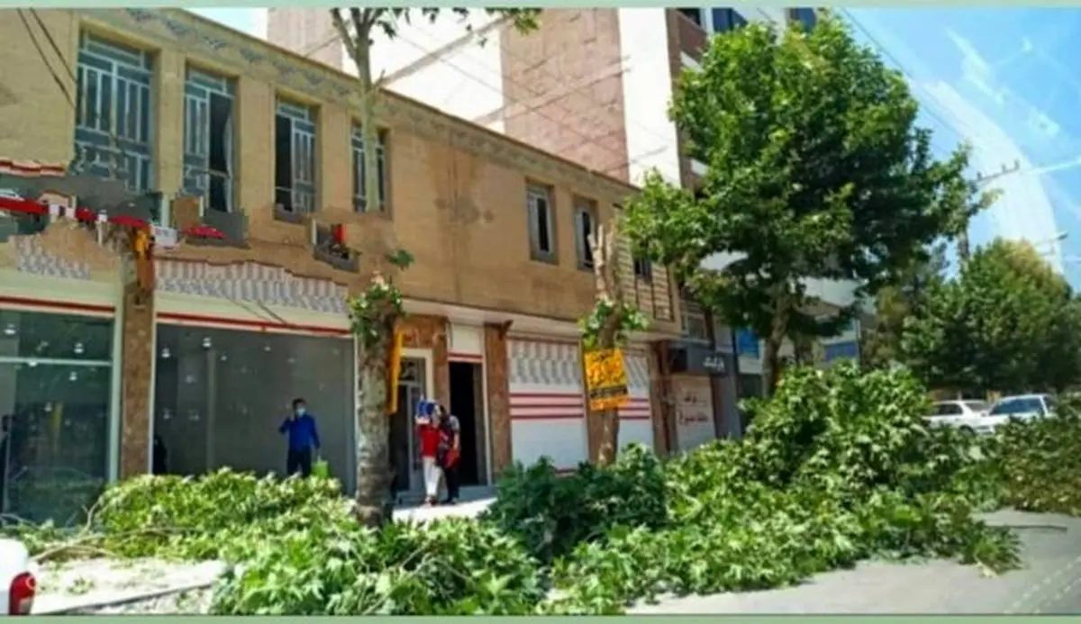 توضیحات مسئولان در خصوص قطع درختان خیابان معلم یاسوج + عکس
