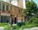توضیحات مسئولان در خصوص قطع درختان خیابان معلم یاسوج + عکس
