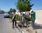 آغاز عملیات انتقال درختان کنوکارپوس شهر قشم