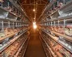 حمایت ۲ هزار میلیاردی بانک کشاورزی از بزرگترین پروژه مرغ تخمگذار دنیا