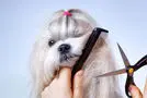 بازار میکاپ آرتیست ها هم به سگ رحم نکردن / آرایش کردن یک سگ +فیلم 