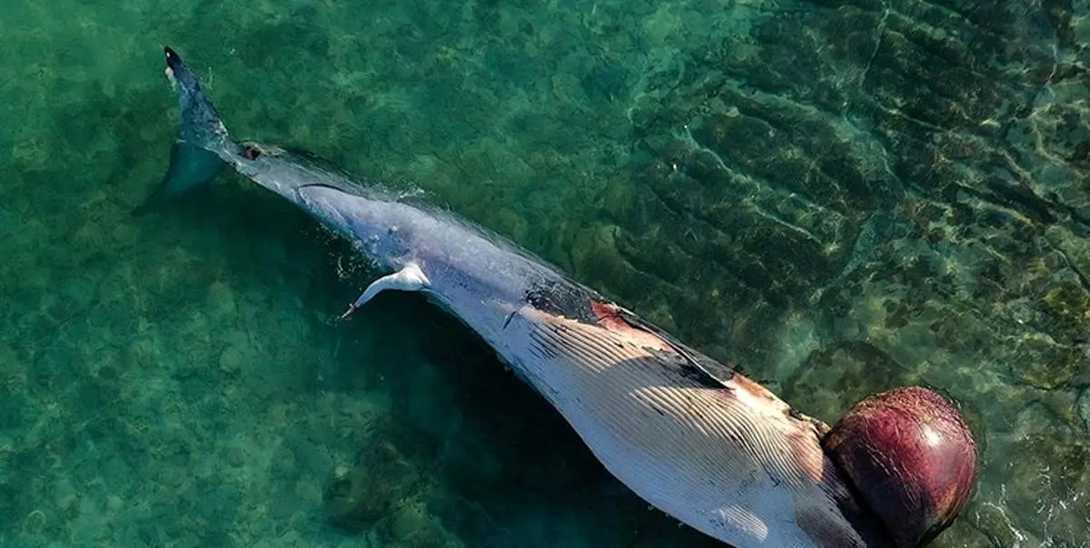 پیگیری مرگ نهنگ‌ها در دستور کار منطقه آزاد کیش