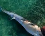 پیگیری مرگ نهنگ‌ها در دستور کار منطقه آزاد کیش