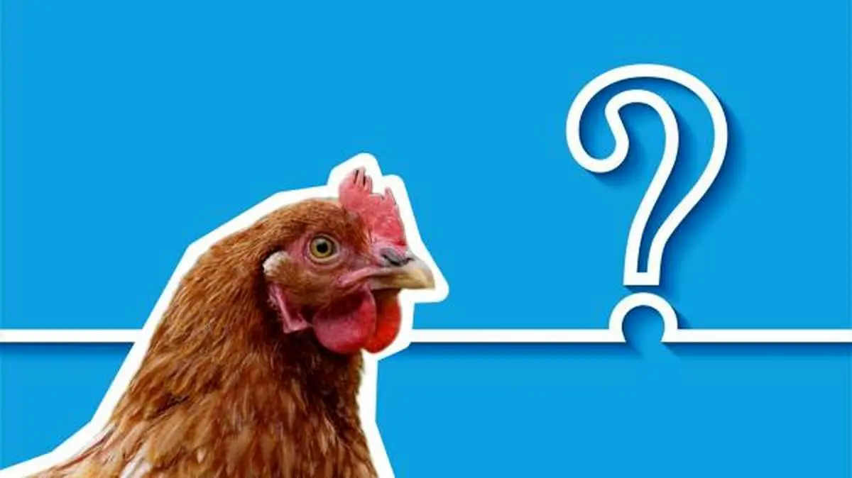 قیمت مرغ دوباره افزایش یافت  |  افزایش قیمت مرغ در بازار کمر مردم را شکست 