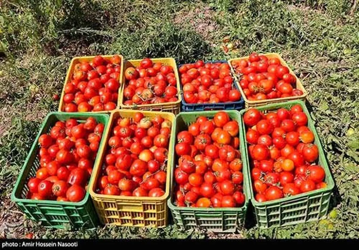 قیمت گوجه به ۴هزار تومان می‌رسد