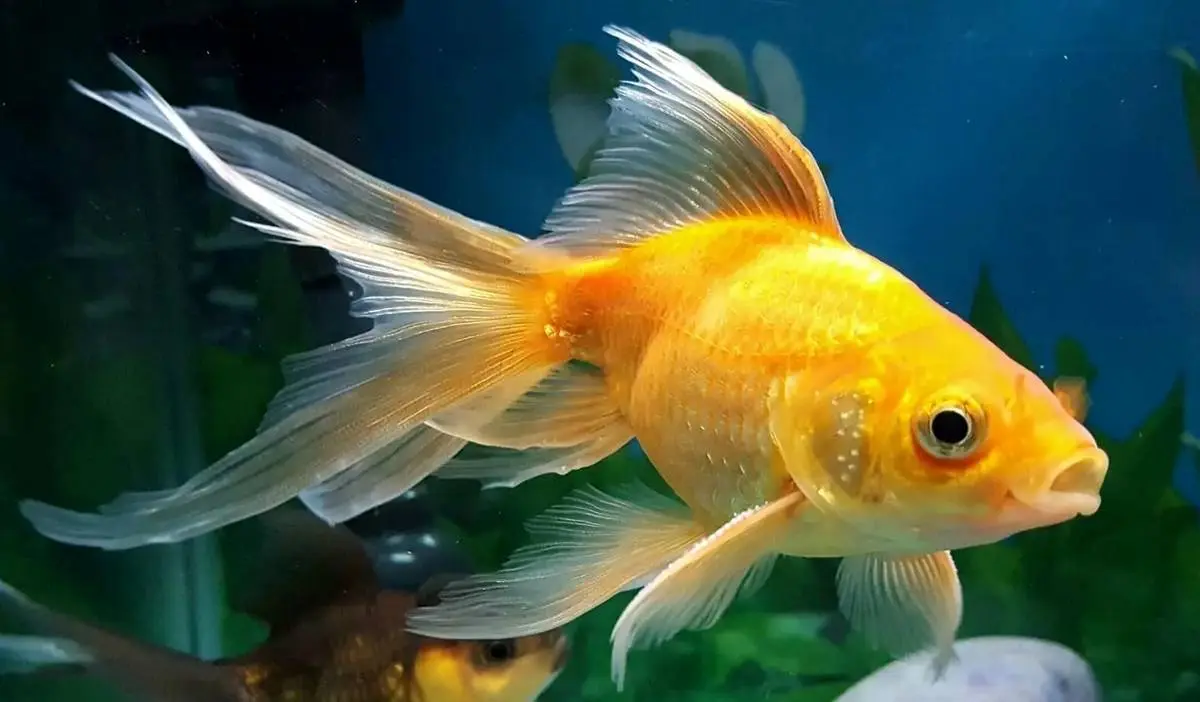 (ویدئو) ماهی عجیب با آرواره‌های دیدنی!