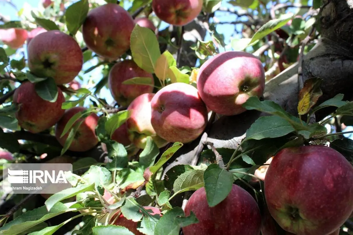 مجوز واردات آناناس و انبه در برابر صادرات سیب درختی ابلاغ شد