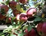 مجوز واردات آناناس و انبه در برابر صادرات سیب درختی ابلاغ شد