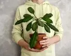 گیاهان آپارتمانی مفید برای سلامتی