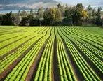 رشد 78 درصدی پرداخت تسهیلات زراعت در بانک کشاورزی
