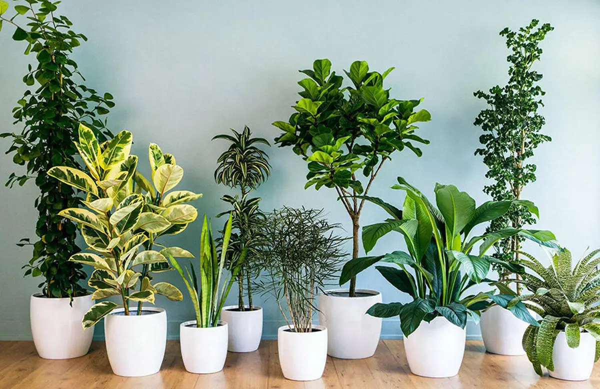 گیاهان آپارتمانی رو با این روش آبیاری کن