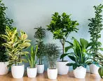 گیاهان آپارتمانی رو با این روش آبیاری کن