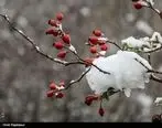 پیش‌بینی برف و باران ۲روزه در برخی استان‌ها
