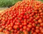  قیمت گوجه‌فرنگی کاهش یافت !