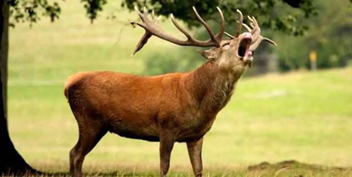 شکار در جنگل‌های شمال کشور ممنوع شد