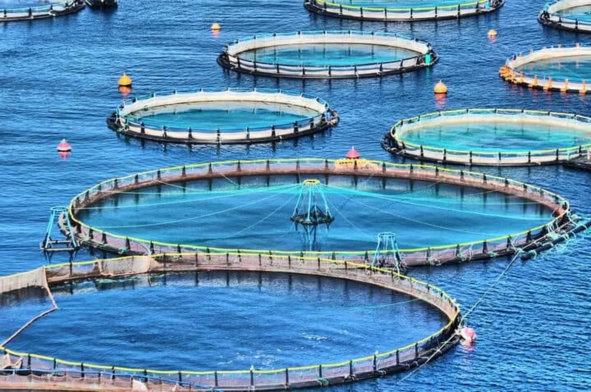 تولید 10هزار تن ماهی در دریا در قشم تا پایان سال1400