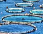 تولید 10هزار تن ماهی در دریا در قشم تا پایان سال1400