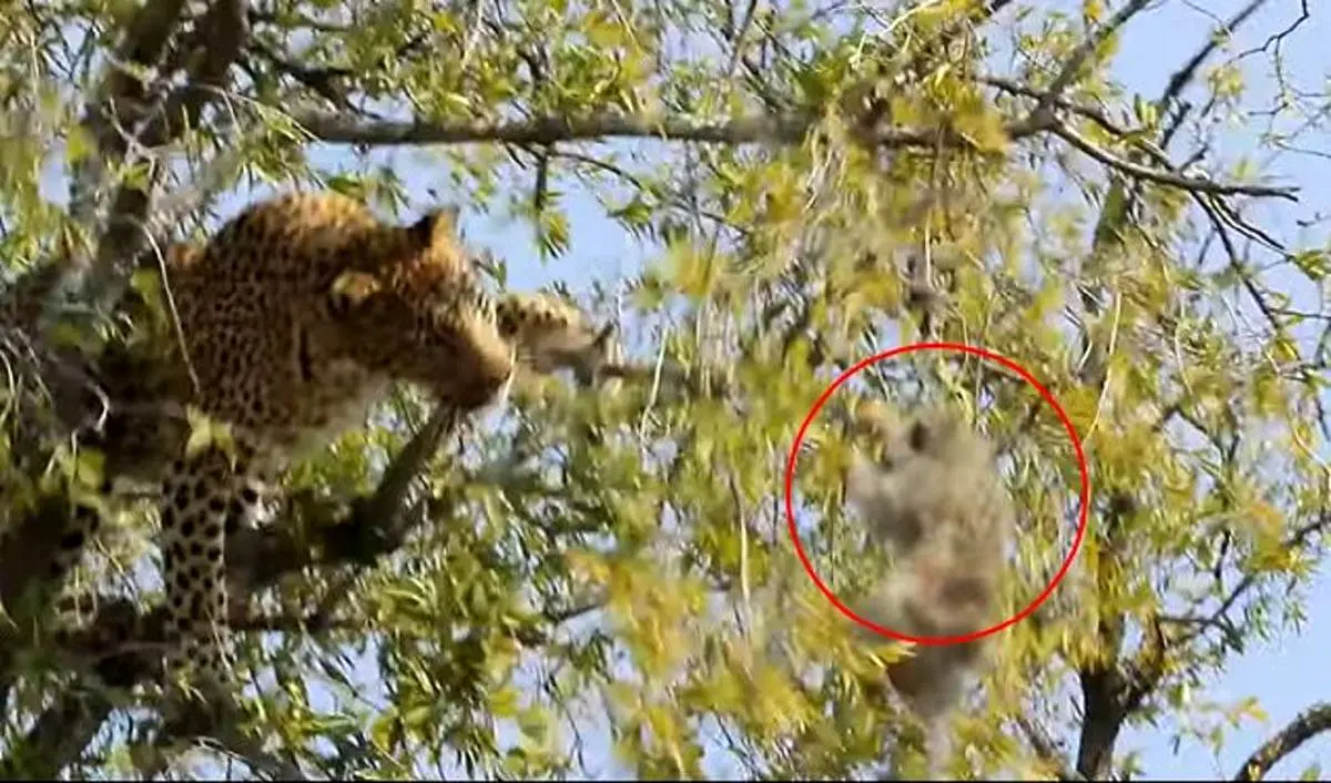 ویدئوی شگفت انگیز تلاش یک پلنگ برای شکار میمون روی درخت