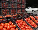 آغاز توزیع گوجه‌فرنگی ۱۱هزار تومانی