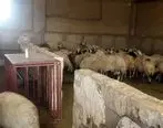 طرح به‌نژادی گوسفند ماکویی در منطقه آزاد ماکو آغاز شد
