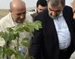 بازدید معاون اقتصادی رئیس جمهور از بزرگترین باغ گردو و پسته کشور