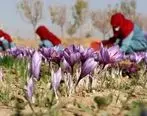 (ویدئو) کاشت هزاران کیلو زعفران توسط افغان ها