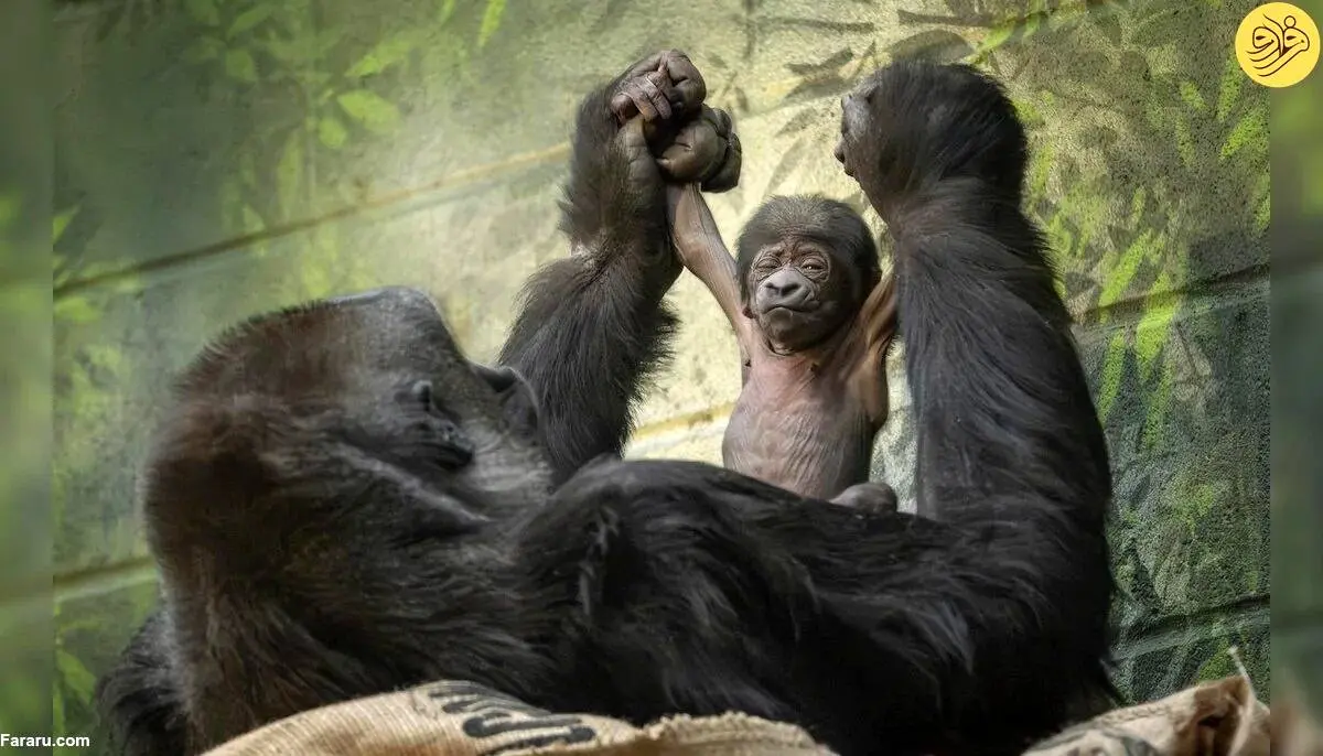 (ویدئو) گوریل در حال انقراض در باغ وحش لندن متولد شد

