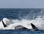 حمله نهنگ‌های قاتل به بچه وال + فیلم