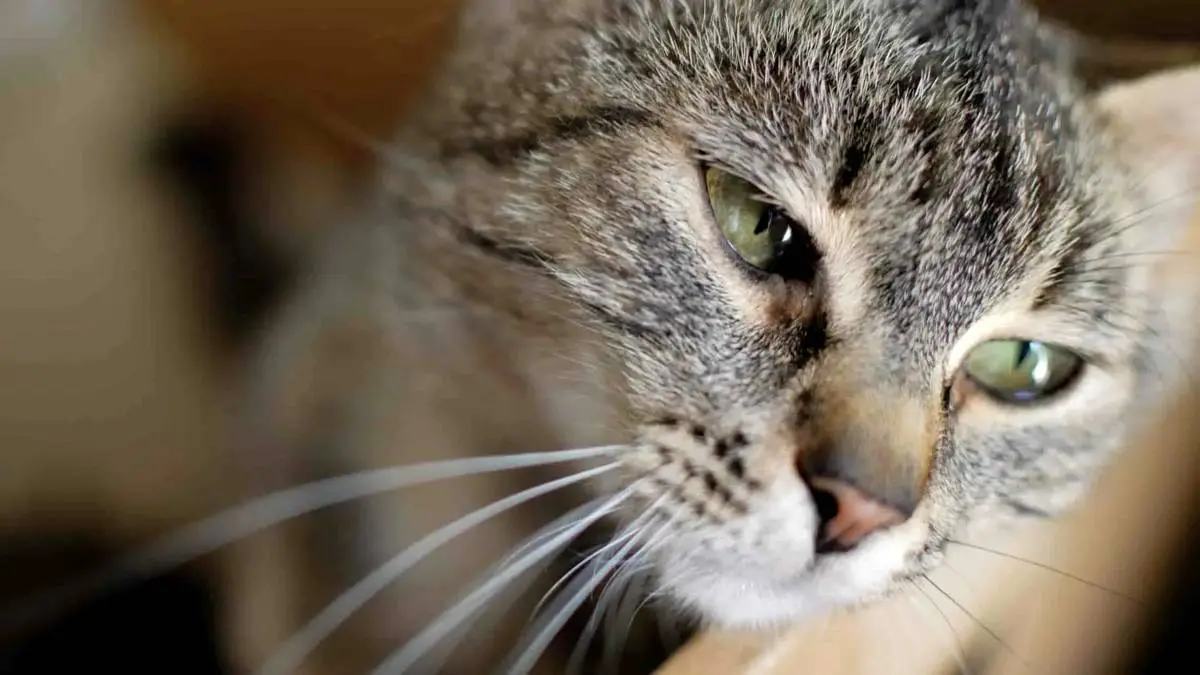 چرا گربه ها گریه می‌کنند؟ | دلایل گریه گربه ها بخاطر ناراحتی است؟