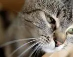 چرا گربه ها گریه می‌کنند؟ | دلایل گریه گربه ها بخاطر ناراحتی است؟
