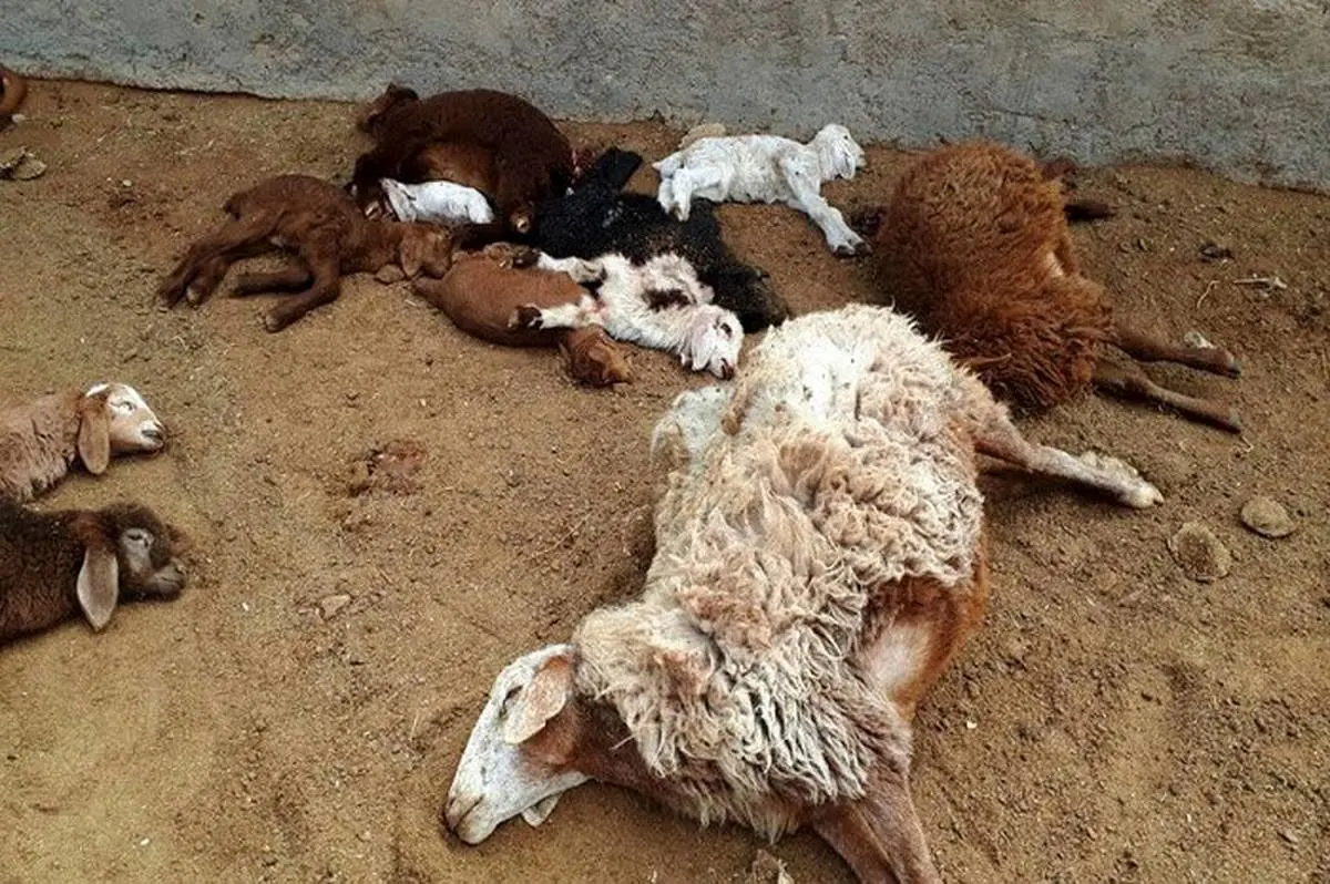 ببینید| جزییات فوت عجیب چوپان و ١٢٠ گوسفند به دلیل گازگرفتگی