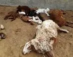 ببینید| جزییات فوت عجیب چوپان و ١٢٠ گوسفند به دلیل گازگرفتگی