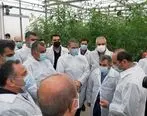 بازدید وزیر جهاد کشاورزی از گلخانه بزرگ ۱۰ هکتاری سبزی و صیفی در شهرستان میاندورود استان مازندران
