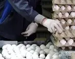وضعیت تولید و بازار تخم‌مرغ | قیمت تخم مرغ شانه ای چند شد؟