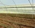 احداث گلخانه 35 هزار مترمربعی با حمایت بانک کشاورزی در کرمان