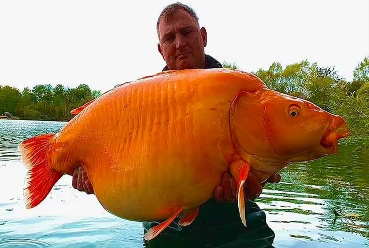 بزرگترین ماهی قرمز جهان با وزن ۳۰ کیلوگرم