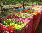 صادرات سیب در قبال واردات موز بدون تعرفه ۵ درصدی امکان پذیر نیست