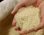 برنج ایرانی روی دست شالیکاران ماند