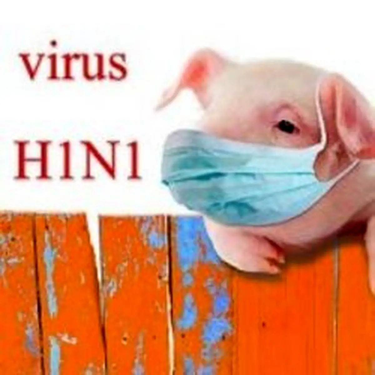 با آنفلوآنزای خوکی بیشتر آشنا شوید