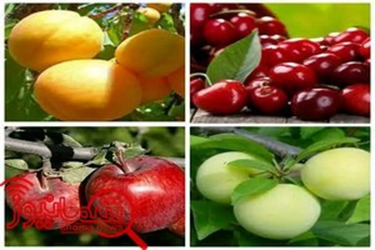 راه‌اندازی استارتاپ توزیع مواد غذایی، پروتئینی، میوه و سبزی