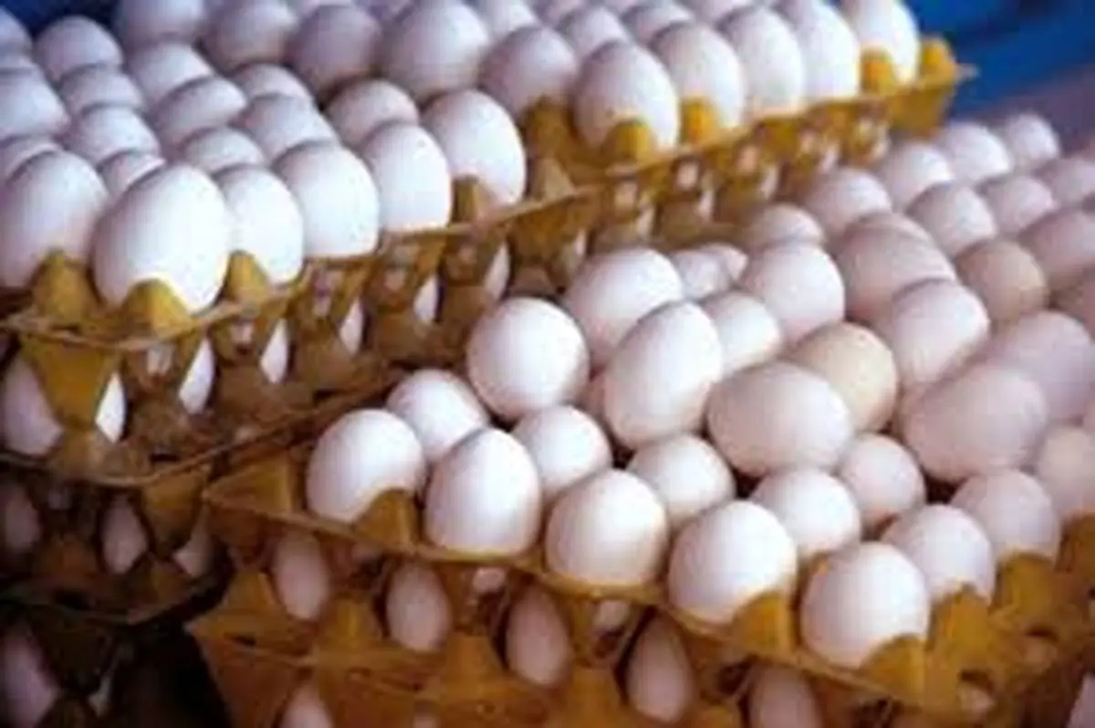 کشف بیش از ۴ تن تخم مرغ فاسد در آستارا