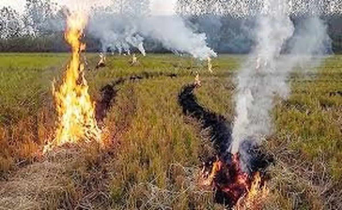 آتش بس در مزارع مازندران!