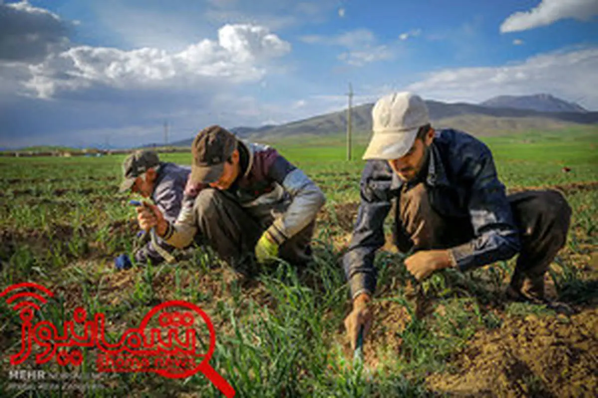 سهم سرمایه‌گذاری درکشاورزی فقط۴درصد/چالش جهانی کاهش شاغلان کشاورز