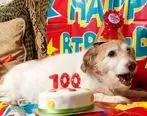 خواننده معروف در جشن تولد لاکچری یک سگ خانگی!