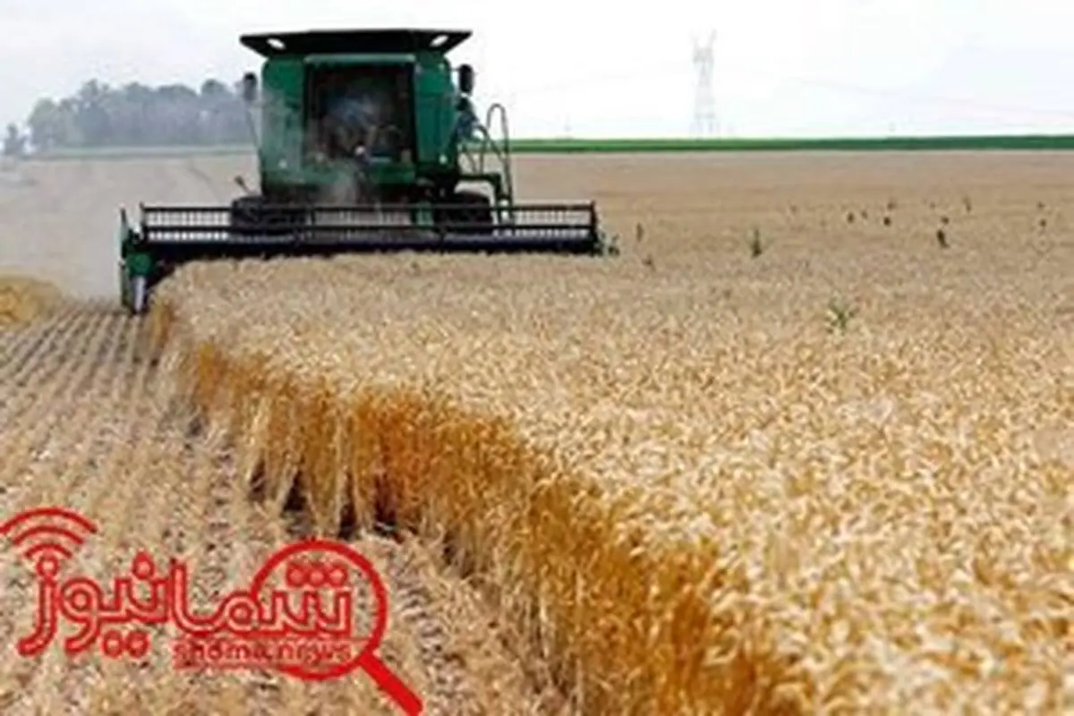 کاهش کیفیت گندم برای افزایش تولید/ورودگندم دامی به چرخه تولید