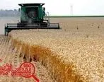 کاهش کیفیت گندم برای افزایش تولید/ورودگندم دامی به چرخه تولید