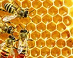نخستین جشن روز جهانی زنبور عسل در تهران