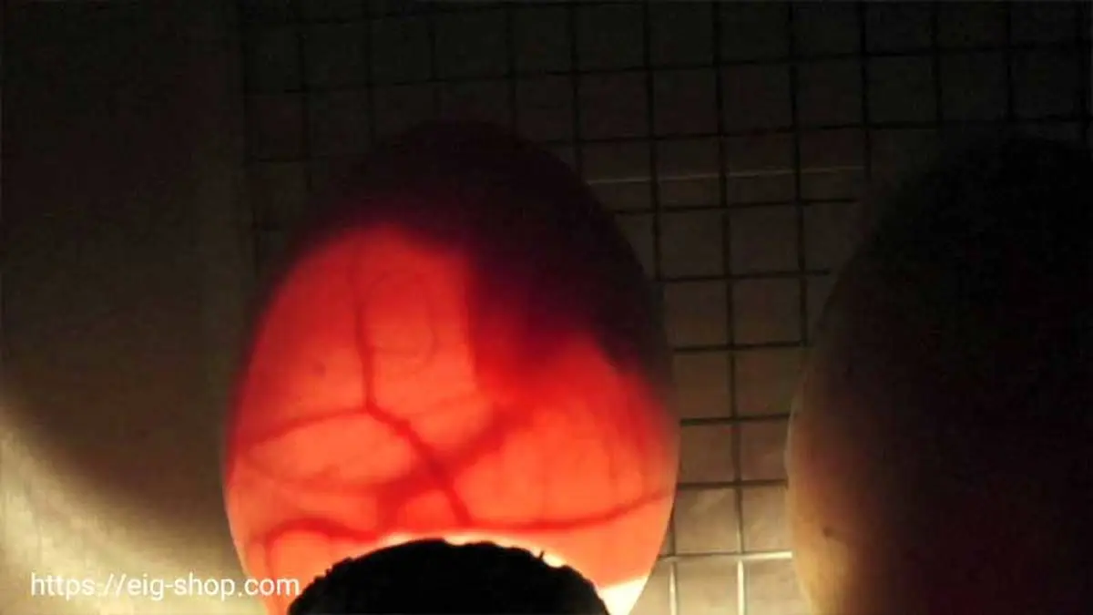 تشخیص جنسیت نطفه در درون تخم امکان پذیر شد؟