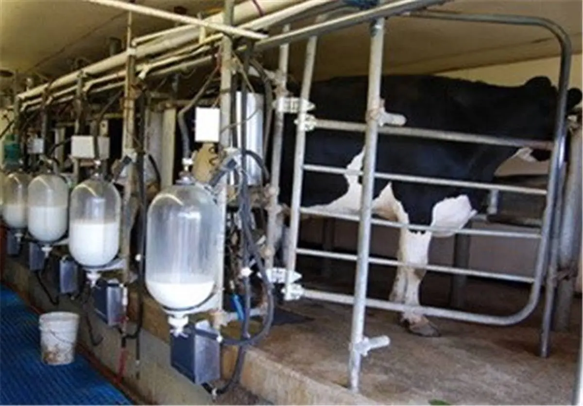 شیر خام هم گران شد/ بزودی شیرخام در بورس کالا عرضه می شود