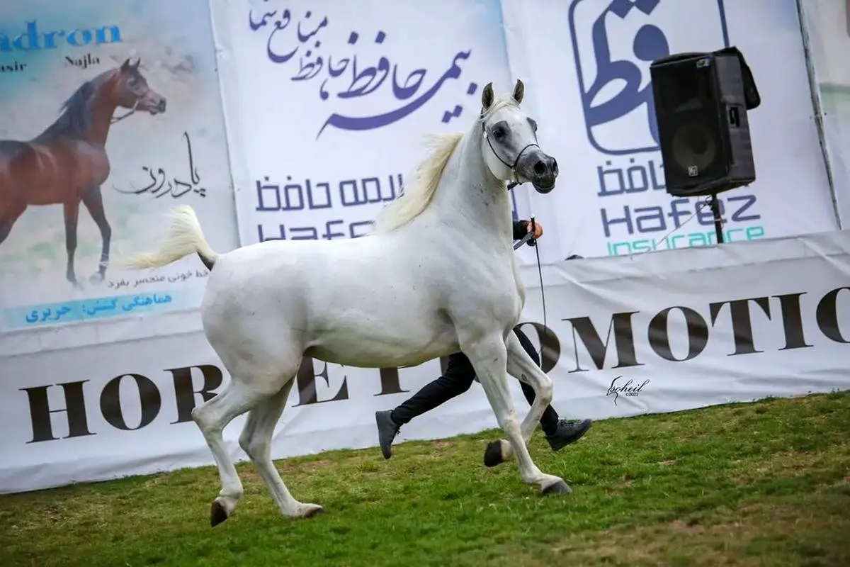 حضور بیمه حافظ در جشنواره اسب اصیل عرب